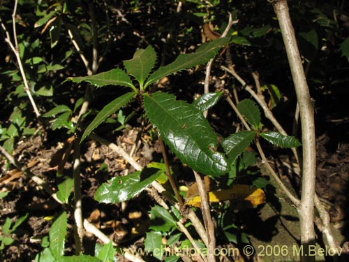 Image of Berberis serratodentata (Michay / Berberis / Calafate). Click to enlarge parts of image.